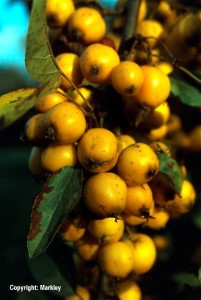 Malus 'Golden Hornet'