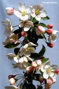 Malus 'Professor Sprenger'