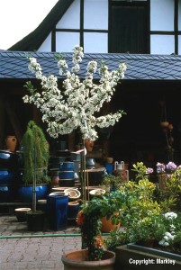 Malus sargentii 'Tina'