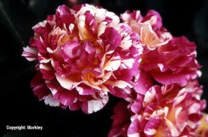 Rosa 'Maurice Utrillo' -R-