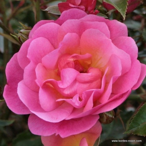 Rosa 'Maxi Vita' -R-