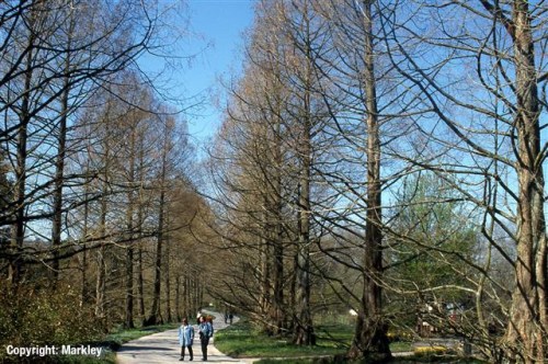 Metasequoia glyptostroboides