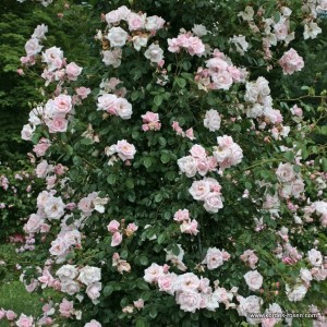 Rosa 'New Dawn'  - R -