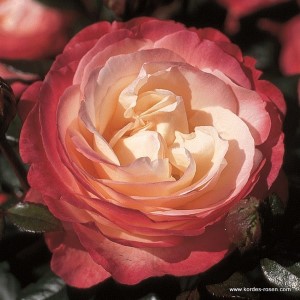 Rosa 'Nostalgie' -R-