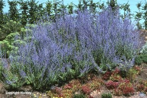 Perovskia atriplicifolia 'Blue Spire'