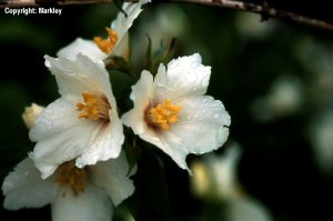 Philadelphus 'Dame Blanche'