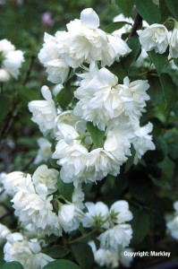 Philadelphus 'Virginal'
