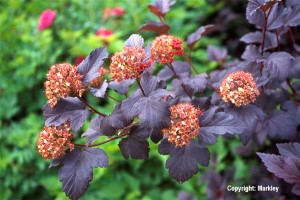Physocarpus opulifolius 'Diabolo