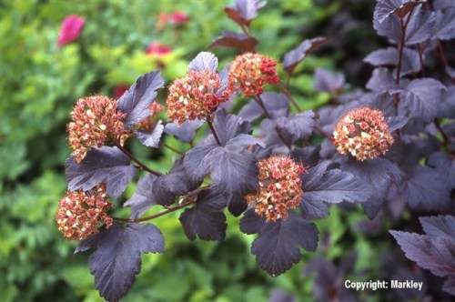 Physocarpus opulifolius 'Diabolo