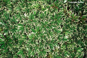 Pieris japonica 'Little Heath'