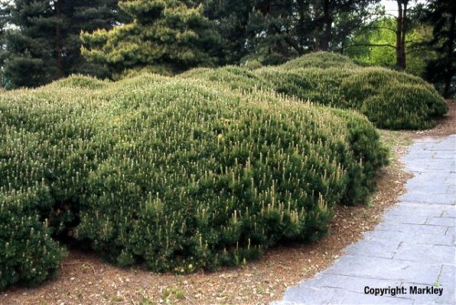 Pinus mugo ssp. pumilio