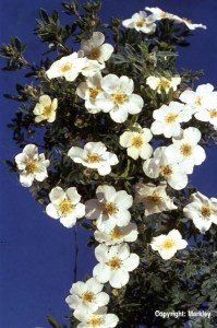 Potentilla fruticosa var. mandschurica