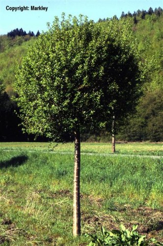 Prunus eminens 'Umbraculifera' (Pr. fruticosa 'Globosa')