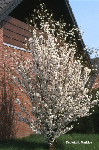 Prunus kurilensis 'Brillant'