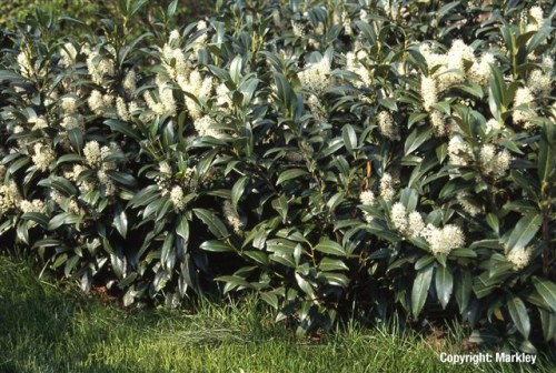 Prunus laurocerasus 'Herbergii'