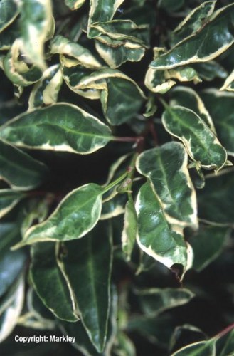 Prunus lusitanica 'Variegata'