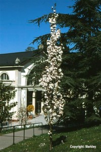 Prunus serrulata 'Amanogawa'