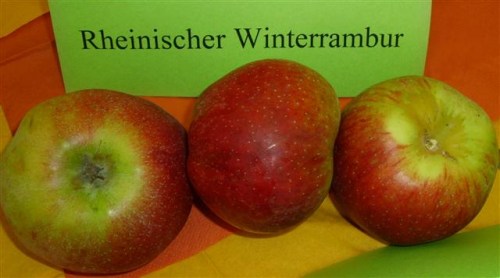 Malus 'Rheinischer Winterrambour'