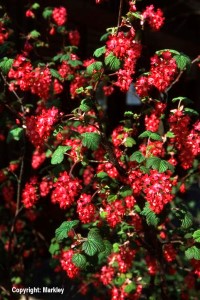 Ribes sanguineum in Sorten