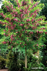 Robinia margaretta 'Casque Rouge'