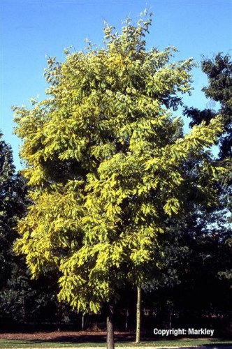 Robinia pseudoacacia 'Frisia'