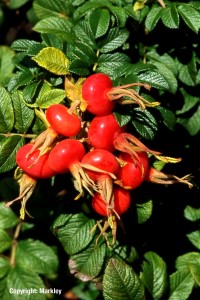 Rosa rugosa