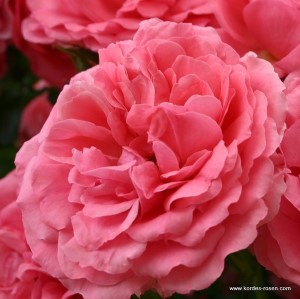 Rosa 'Rosarium Uetersen'  - R -