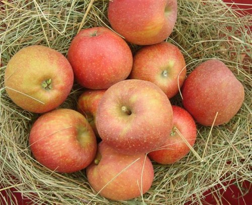 Malus 'Roter Boskoop'