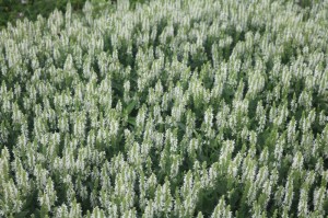 Salvia nemorosa 'Adrian'