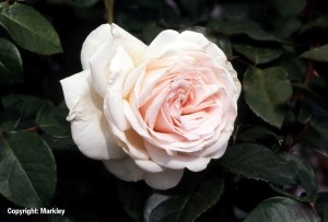 Rosa 'Schloss Ippenburg' -R-