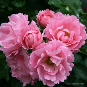 Rosa 'Sommerwind'  - R -