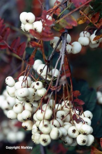 Sorbus koehneana