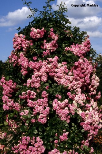 Rosa 'Super Dorothy' -R-