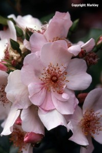 Rosa 'Sweet Pretty' -R-