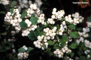Symphoricarpos doorenbosii 'White Hedge'