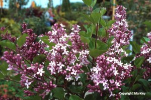 Syringa meyeri 'Palibin'