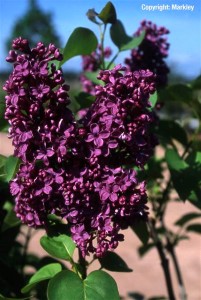 Syringa vulgaris 'Andenken an Ludwig Spaeth'
