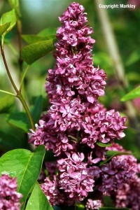 Syringa vulgaris 'Charles Joly'