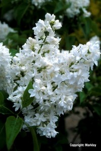 Syringa vulgaris 'Mme Lemoine'
