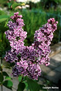 Syringa vulgaris 'Sensation'