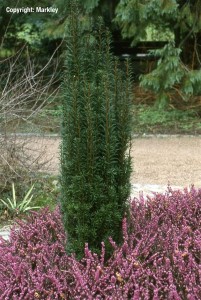 Taxus baccata 'Fastigiata'