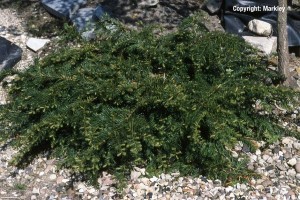 Taxus baccata 'Repandens'