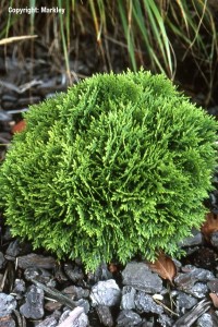 Thuja occidentalis 'Danica'