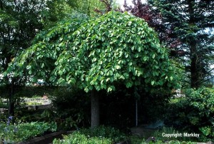 Ulmus glabra 'Pendula'