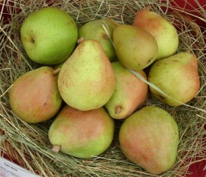 Pyrus com. 'Vereinsdechant Birne'