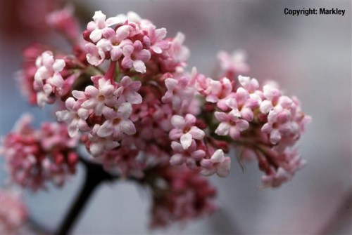 Viburnum bodnantense 'Dawn'