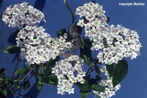 Viburnum burkwoodii