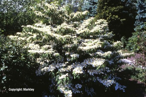 Viburnum plicatum 'Mariesii'
