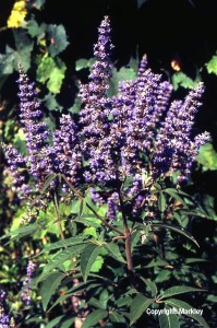 Vitex agnus-castus