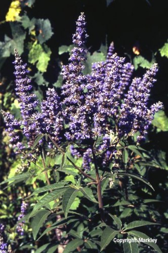 Vitex agnus-castus